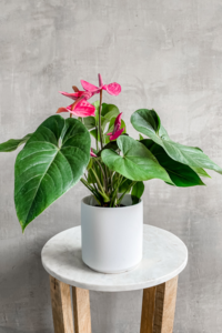 Anthurium 'Purple' Sale Footlocker Pictures