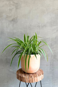 Chlorophytum 'Spider Plant' Cheap Pice From China