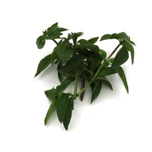 Basil - Licorice Cheap With Mastercard
