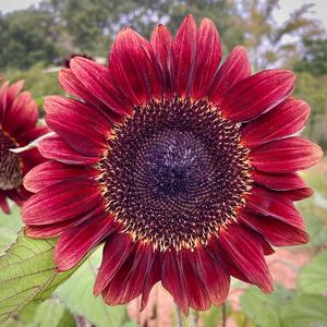Sunflower 'ProCut Red' Seeds Looking For