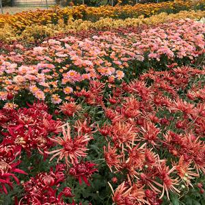 Heirloom Chrysanthemum cuttings || Ready to Ship! Cheap Manchester