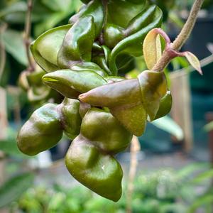 Hoya compacta Dwarf Rope H204 Buy Cheap 100% Guaranteed