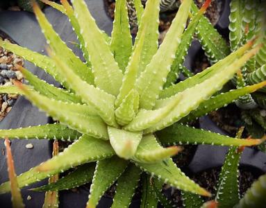Haworthiopsis attenuata variegata (Pale yellow form) Finishline