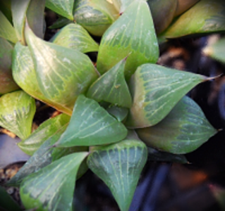 Haworthia retusa 'Akers' Giant' Clearance Recommend