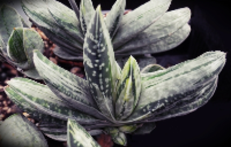 Gasteria gracilis variegata 'Misusu Fuji' From China Cheap Pice