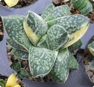 Gasteria gracilis variegata* Free Shipping Shop Offer