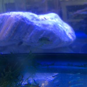 Apistogramma borelli blue Cheap Sale Release Dates