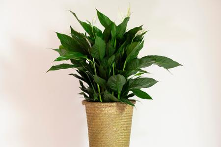 Peace Lily Discount View