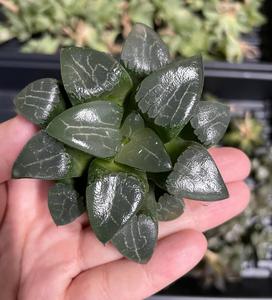 Rare Succulents - Haworthia Comptoniana x Correcta cv. Tsukikage (3"- 4") Free Shipping Genuine