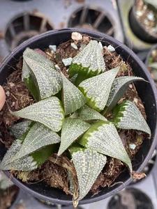 Rare Succulents - Haworthia Badia Aluminum Star (3) For Sale Online