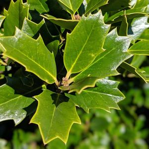 Ilex 'Conaf' ~ Oakleaf Holly Outlet Online
