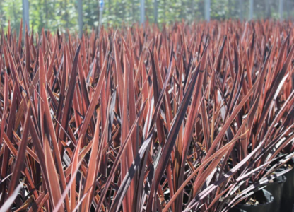 Cordyline Red Sensation Cheap Sale Footlocker Finishline