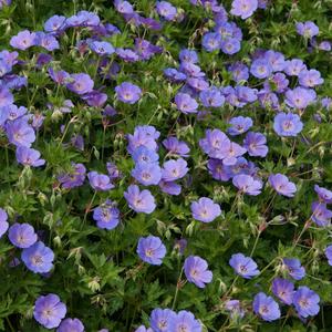Hardy Geranium Rozanne Perennial Plant 17cm Pot Long-Flowering Garden Plant for Borders & Containers Clearance Wide Range Of