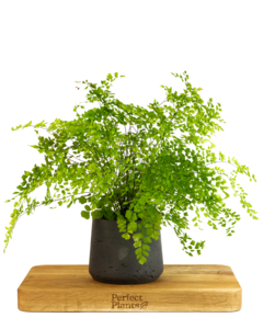 Delta Maidenhair Fern Cheap Sale Really