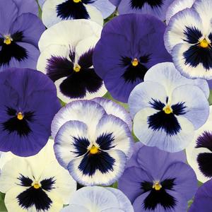 Pansy Plants Ocean Breeze - 6 Pack Bedding Plant Really Cheap Shoes Online