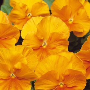 Pansy Plants Orange - 6 Pack Bedding Plant Best Pices Sale Online