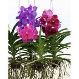 !Hanging Vanda Orchid, purple spotted, 150cm long Sale Free Shipping