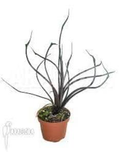 !Rare Special Alocasia "Flying Squid" 12/35 Shipping Discount Sale