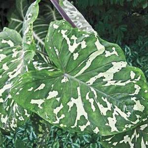 !Rare Special Caladium (Alocasia/Colocasia) "Hilo Beauty" 11/30 Browse For Sale