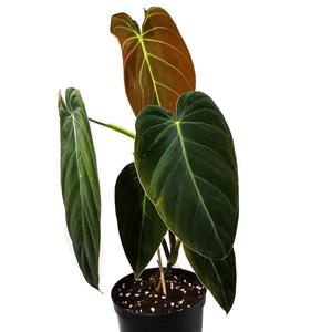 !Philodendron Melanochrysum (nr.692) 14/45 New Styles Cheap Pice