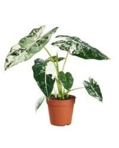 !Rare Special Alocasia "Frydek" variegata 12/40 Outlet View