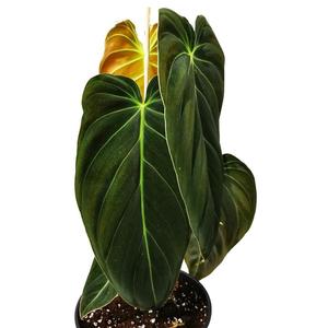 !Philodendron Melanochrysum (nr.1151) 17/55 Pay With Paypal Cheap Pice