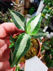 !Jewel Orchid Aspidogyne argentea Baby plant Clearance High Quality