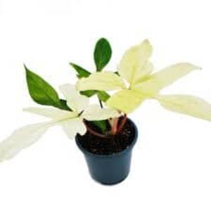 !Philodendron Florida Ghost 12/30 100% Authentic