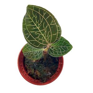 !Jewel Orchid Anoectocfilus burmanicus Baby plant Discount 2025