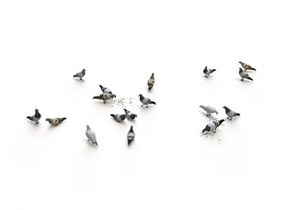 Ground Pigeons Set Free Shipping In China