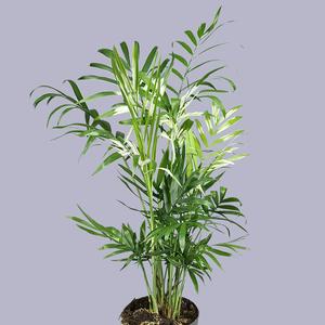!Chamaedorea elegans variegata (Parlor Palm) 15/45 Free Shipping In China