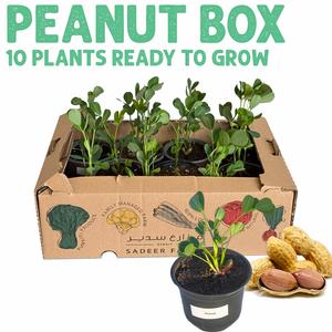 10 Peanut Plants Ready to Grow Deals