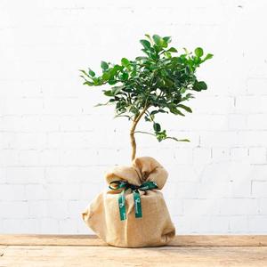 Kaffir Lime Tree Gift Clearance Online Online
