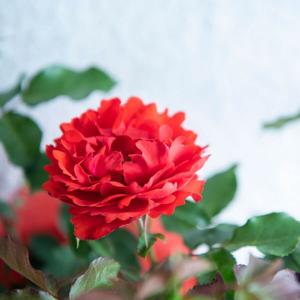 Remembrance Rose Bush Gift Free Shipping 2025 New