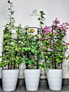 Potted Colorful Bougainvillea | Three Plants Bundle Cheap Best Place