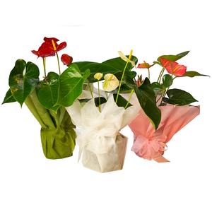 Anthurium Plant Order