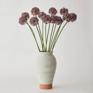 Allium Bundle - Purple Outlet Low Shipping Fee